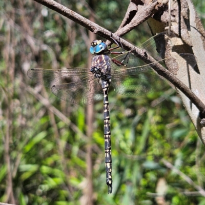 Austroaeschna parvistigma (Swamp Darner) at QPRC LGA - 10 Mar 2024 by MatthewFrawley