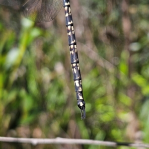 Austroaeschna parvistigma at QPRC LGA - 10 Mar 2024