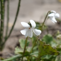 Viola silicestris (Sandstone Violet) at Quiera, NSW - 6 Mar 2024 by RobG1