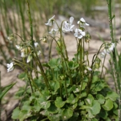 Viola silicestris at Morton National Park - 6 Mar 2024