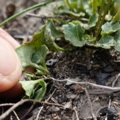 Viola silicestris at Morton National Park - 6 Mar 2024