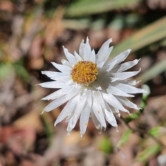 Helichrysum leucopsideum (Satin Everlasting) at QPRC LGA - 10 Mar 2024 by MatthewFrawley