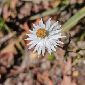 Helichrysum leucopsideum at QPRC LGA - 10 Mar 2024 12:02 PM