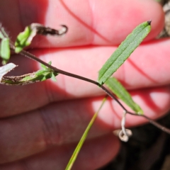 Helichrysum leucopsideum at QPRC LGA - 10 Mar 2024