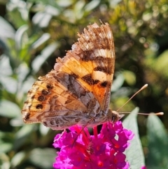 Vanessa kershawi (Australian Painted Lady) at Braidwood, NSW - 10 Mar 2024 by MatthewFrawley