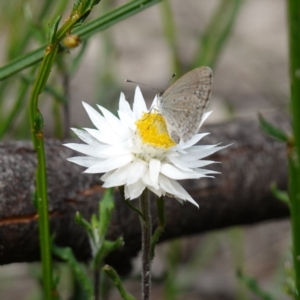 Helichrysum leucopsideum at Morton National Park - 6 Mar 2024 02:57 PM