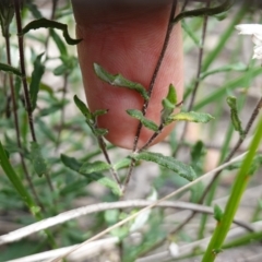 Helichrysum leucopsideum at Morton National Park - 6 Mar 2024 02:57 PM