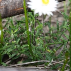 Helichrysum leucopsideum at Morton National Park - 6 Mar 2024 02:57 PM