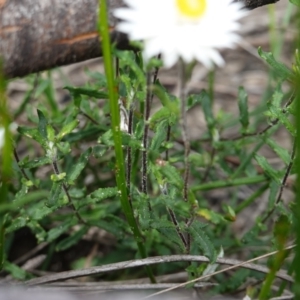 Helichrysum leucopsideum at Morton National Park - 6 Mar 2024