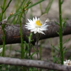 Helichrysum leucopsideum at Morton National Park - 6 Mar 2024 02:57 PM