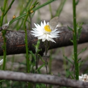 Helichrysum leucopsideum at Morton National Park - 6 Mar 2024 02:57 PM