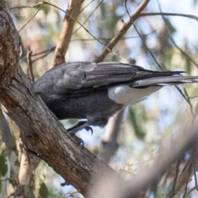 Strepera graculina (Pied Currawong) at Chiltern, VIC - 23 Feb 2024 by Petesteamer