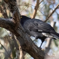 Strepera graculina at Chiltern-Mt Pilot National Park - 24 Feb 2024 07:46 AM