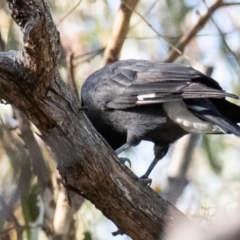 Strepera graculina at Chiltern-Mt Pilot National Park - 24 Feb 2024 07:46 AM