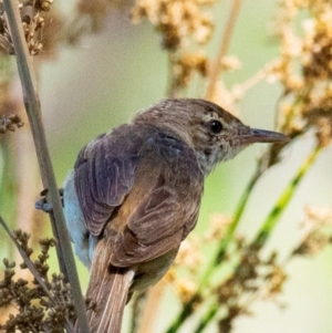 Acrocephalus australis at Chiltern-Mt Pilot National Park - 24 Feb 2024 10:29 AM