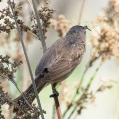 Acrocephalus australis at Chiltern-Mt Pilot National Park - 24 Feb 2024 10:29 AM