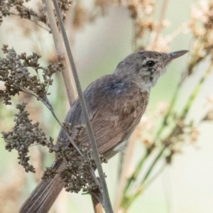 Acrocephalus australis at Chiltern-Mt Pilot National Park - 24 Feb 2024