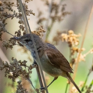 Acrocephalus australis at Chiltern-Mt Pilot National Park - 24 Feb 2024 10:29 AM