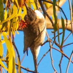 Philemon corniculatus (Noisy Friarbird) at Chiltern, VIC - 23 Feb 2024 by Petesteamer