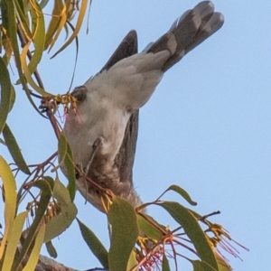 Philemon corniculatus at Chiltern-Mt Pilot National Park - 24 Feb 2024