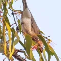 Philemon corniculatus at Chiltern-Mt Pilot National Park - 24 Feb 2024