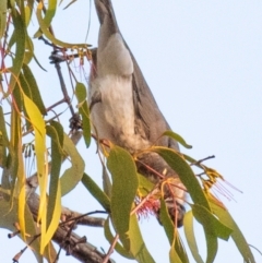 Philemon corniculatus at Chiltern-Mt Pilot National Park - 24 Feb 2024 06:42 AM
