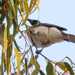 Philemon corniculatus at Chiltern-Mt Pilot National Park - 24 Feb 2024 06:42 AM