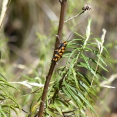 Asura lydia (Lydia Lichen Moth) at Black Mountain - 10 Mar 2024 by ChrisDavey