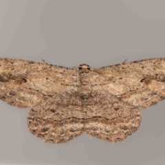 Ectropis excursaria (Common Bark Moth) at QPRC LGA - 10 Mar 2024 by MarkT