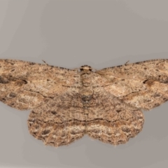 Ectropis excursaria (Common Bark Moth) at Jerrabomberra, NSW - 9 Mar 2024 by MarkT