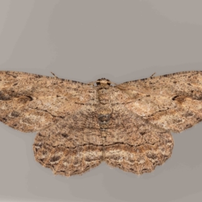 Ectropis excursaria (Common Bark Moth) at Jerrabomberra, NSW - 9 Mar 2024 by MarkT