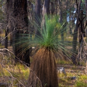 Xanthorrhoea glauca subsp. angustifolia at Chiltern-Mt Pilot National Park - suppressed