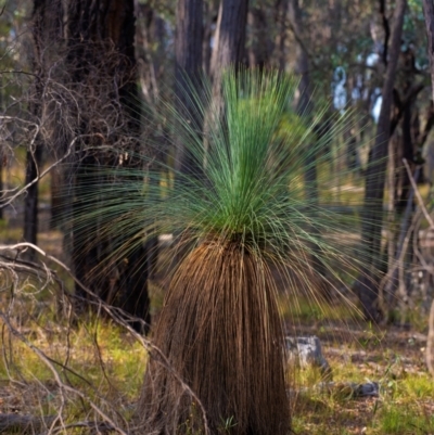 Xanthorrhoea glauca subsp. angustifolia (Grey Grass-tree) at Chiltern, VIC - 22 Feb 2024 by Petesteamer