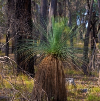 Xanthorrhoea glauca subsp. angustifolia (Grey Grass-tree) at Chiltern-Mt Pilot National Park - 23 Feb 2024 by Petesteamer