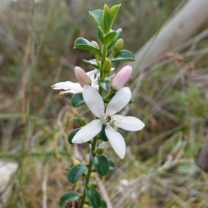 Philotheca buxifolia subsp. obovata at Vincentia, NSW - 18 Aug 2023