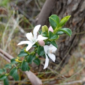 Philotheca buxifolia subsp. obovata at Vincentia, NSW - 18 Aug 2023