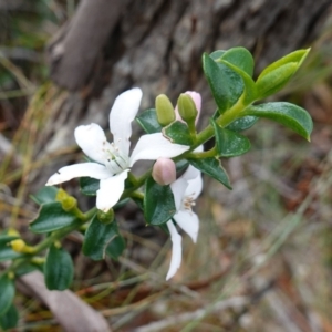 Philotheca buxifolia subsp. obovata at Vincentia, NSW - 18 Aug 2023