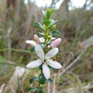 Philotheca buxifolia subsp. obovata at Vincentia, NSW - 18 Aug 2023