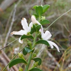 Philotheca buxifolia subsp. obovata at Vincentia, NSW - 18 Aug 2023