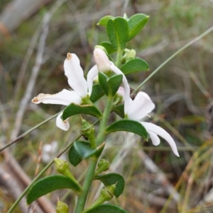 Philotheca buxifolia subsp. obovata at Vincentia, NSW - 18 Aug 2023