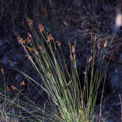 Juncus sp. (A Rush) at Chiltern-Mt Pilot National Park - 23 Feb 2024 by Petesteamer
