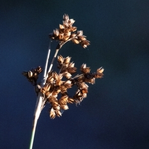 Juncus sp. at Chiltern-Mt Pilot National Park - 24 Feb 2024 06:56 AM