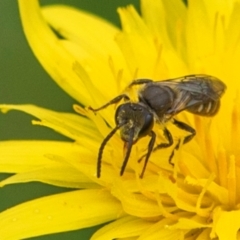 Unidentified Bee (Hymenoptera, Apiformes) at Drouin South, VIC - 17 Feb 2024 by Petesteamer