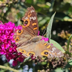 Junonia villida (Meadow Argus) at Braidwood, NSW - 10 Mar 2024 by MatthewFrawley