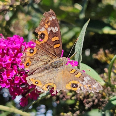 Junonia villida (Meadow Argus) at Braidwood, NSW - 10 Mar 2024 by MatthewFrawley