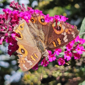 Junonia villida at QPRC LGA - 10 Mar 2024 02:26 PM