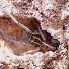 Tasmanicosa sp. (genus) (Unidentified Tasmanicosa wolf spider) at Cook, ACT - 6 Mar 2024 by CathB