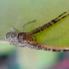 Tmarus marmoreus at Aranda Bushland - 10 Mar 2024