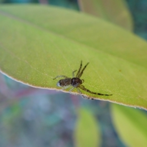 Tmarus marmoreus at Aranda Bushland - 10 Mar 2024