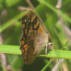 Heteronympha banksii (Banks' Brown) at Monga National Park - 10 Mar 2024 by MatthewFrawley